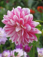 Dahlien