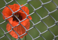Klatschmohn