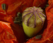 Klatschmohn