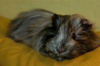 Agatha Lametta
