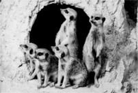 Erdmännchen