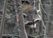 Waschbär