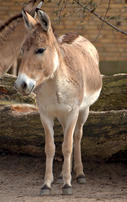 Onager