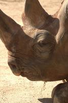 Spitzmaulnashorn