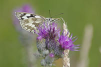 Insekten