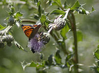Schmetterlinge