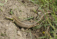 Reptilien