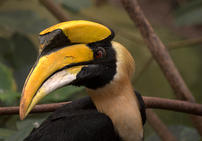 Doppelhornvogel